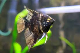 The easiest way to transport fish, both longer and shorter distances, is to use a plastic bag, aquarium water, and pure oxygen that can be bought in fish keeping stores. What Do Angelfish Eat Complete Feeding Guide Fish Tank Master