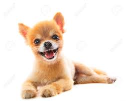 We did not find results for: Mooie Acteerwerk Van Pommeren Puppy Hond Geisoleerd Witte Achtergrond Gebruikt Voor Huisdieren Schattige Dieren Thema Royalty Vrije Foto Plaatjes Beelden En Stock Fotografie Image 29683109