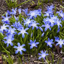 Image result for Xylopia lukei