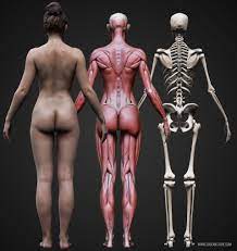 Back, followed by 144 people on pinterest. Male And Female Ecorche Update