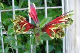 Image result for Alstroemeria pulchella