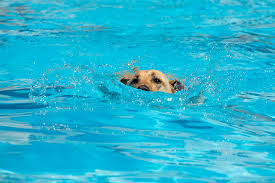 Success is not the absence of failure, rather it's the proof. Yes Congress Park Pool Will Shut Down In 2020 While They Build A Bigger Better Pool Denverite The Denver Site