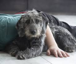 Australian labradoodle dog breeders, mazin labradoodles, 4 paws puppies raises f1b labradoodles and australian multi gen puppies!, a we look forward to helping you to welcome a new puppy into your home. Australian Labradoodle Cobberdog Breeders In Ontario Canada At Arrowhead Labradoodles Ltd