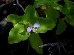 Image result for Commelina nyasensis