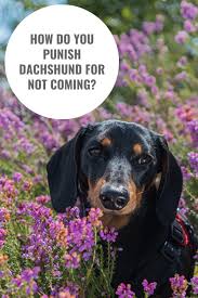 Black And Tan Reverse Dapple Dachshund Ogs Get Easily Distracted And In Some Cases Their Curiosity Drives Them Towards Road Accidents So It S Important To Dachshund Dachshund Breed Dachshund Dog