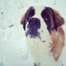 Fess Up Does Your Lovable Dog Sometimes Annoy The Heck Out Of You
