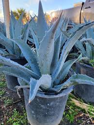Image result for Agave