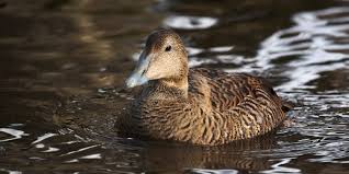 Somateria, ( cuthbert's eider ), commonly named the eider duck. Eiderente Wasservogel Natur Und Tierpark Goldau