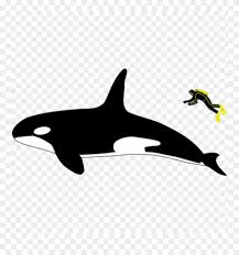 Go further to know comparison, difference and similarity between blue normally, the blue whale will be much larger than the humpback whale. Free Png Killer Whale Size Compared To Human Png Image Orca Great White Size Comparison Clipart Full Size Clipart 4970499 Pinclipart