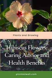 Growing Guide To Hibiscus Flowers With Landscaping Tips Caring Advice Health Benefits Hibiscus Plant Plants Hibiscus