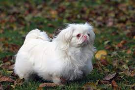 We did not find results for: Karaliskais Pekinietis 23 Fotografijas Skirnes Apraksts Ipasi Pieaugusa Suna Un Kucena Aprupe