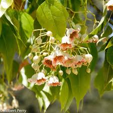 Image result for Brachychiton populneus