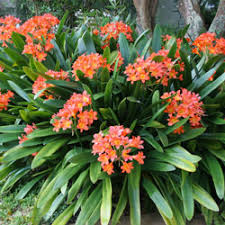 Image result for Clivia miniata