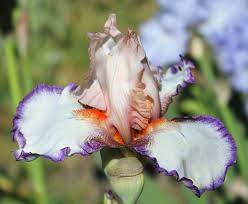 Lumarco 3 Iris Flowers Bearded Iris