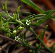 Image result for Plicosepalus amplexicaulis