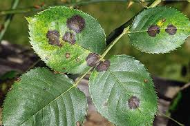 The leaves of roses can be especially susceptible to damage, with the undersides of leaves often being the first to show such damage. Diseases And Abiotic Disorders Of Outdoor Roses