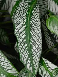 Image result for calathea