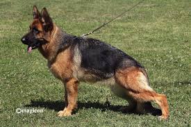 German shepherd dog information including personality, history, grooming, pictures, videos, and the akc breed standard. Puppies Of Va Quenn And Kelly Born 09 26 20 Nevada Haus German Shepherd Puppies