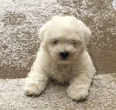 Black And White Coton De Tulear Puppies For Sale 9 Week Old Coton De Tulear Dog Breeds Coton De Tulear Labrador Retriever