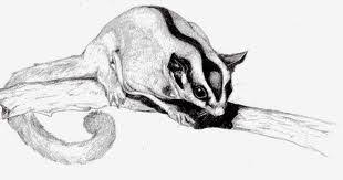 Sugar Glider Pencil Drawings Google Search Sugar Glider Animals Artwork Trippy Artwork