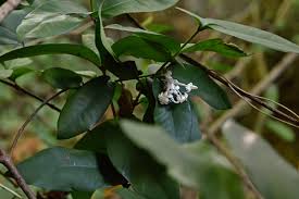 Image result for Ixora kalehensis