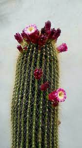 Η leroy merlin σε καλωσορίζει στον κόσμο των #homistas! Neobuxbaumia Polylopha Cactus Plants Cacti And Succulents Blooming Cactus
