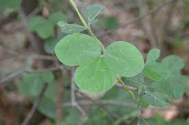 Image result for Teramnus