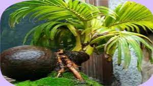 Maybe you would like to learn more about one of these? Harga Bonsai Kelapa Dari Yang Murah Sampai Termahal Ayo Budidaya