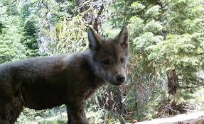 These social animals cooperate on their. Wolves In California California Wolf Center