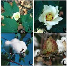 Image result for Dombeya acutangula