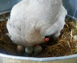 However, this does not mean that the layer can produce an egg in consecutive days. How Long Does It Take A Chicken To Lay An Egg Fresh Eggs Daily