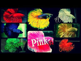 Also if you want to support or represent, snag up a lrb aquatics mad scientist shirt here is the link. All 12 Colors Of Betta Fish Are Shown In This Video Select Your Most Favourite Colour Youtube
