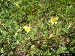 Image result for Sida urens