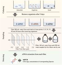 The particle size distribution of environmental DNA varies with species and  degradation