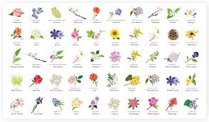 List of flowers and meanings. Inspirational Flower Images Names With Meaning Top Collection Of Different Types Of Flowers In The Images Hd