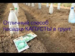 во саду ли в огороде юлия миняева посадка капусты Posadka Kapusty V Grunt Pod Butylki Yuliya Minyaeva Vo Sadu Li V Ogorode Postila