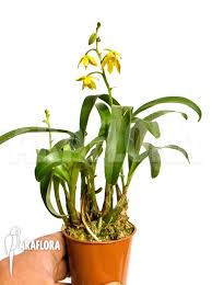 Image result for Polystachya