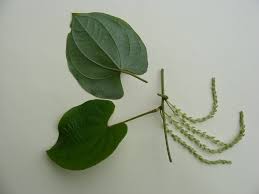Image result for Dioscorea praehensilis