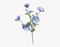 This file was uploaded by lsycddamgwt and free. Light Blue Flower Png Transparent Png Kindpng
