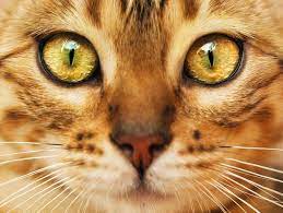 Tranende Augen Bei Katzen Mogliche Ursachen