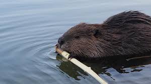 Here are 2 photos of a beaver chewing the bark and cambium off of a branch.  Beavers eat tree product, but don't eat the wood itself. They will eat the  twigs, leaves,