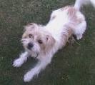 Cairn Terrier Shih Tzu Mix - Two Fluffy Breeds Collide