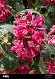 Image result for Cestrum elegans
