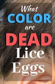 Dead Vs Live Nits Color Of Lice Eggs Lice Eggs Kill Lice Eggs Remove Lice Eggs