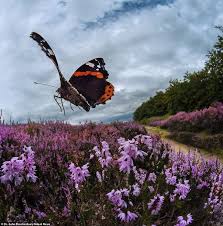 Butterflies like warmth so choose sunny, sheltered spots when planting nectar plants. Butterflies Captured Landing On Flowers In Cambridgeshire Countryside Countryside British Countryside Butterfly Pictures