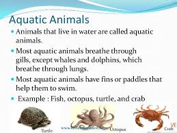 Class Iv Adaptations How Animals Survive