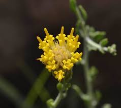 Image result for Pegolettia retrofracta