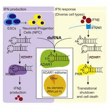 Votre interlocutrice, responsable de secteur : Human Adar1 Prevents Endogenous Rna From Triggering Translational Shutdown Sciencedirect