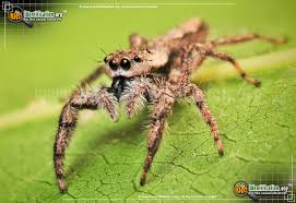 I have a small spider here on my desk lamp i have been feeding for two months. Tan Jumping Spider Platycryptus Undatus
