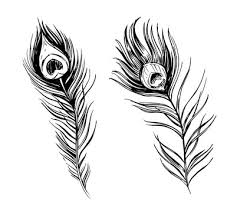 Peacock Feather Outline Photos Royalty Free Images Graphics Vectors Videos Adobe Stock To explore more similar hd image on pngitem. peacock feather outline photos royalty